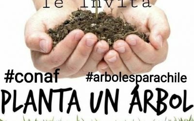 Arbolización
