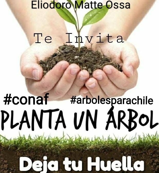 Arbolización